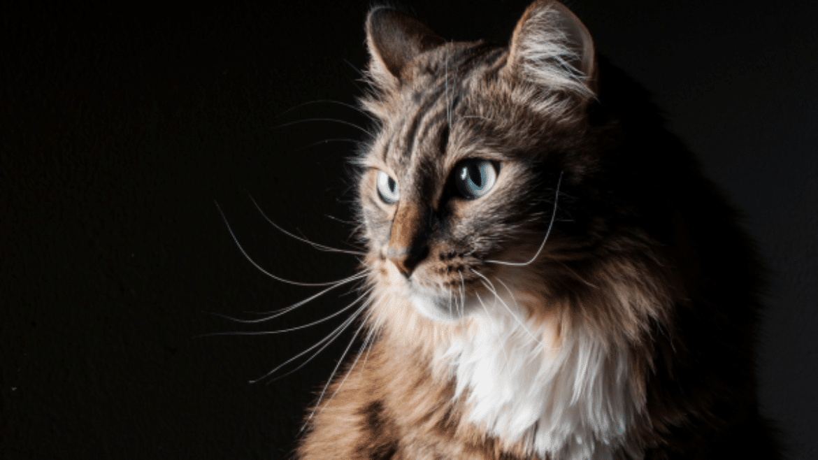 Feline Infectious Peritonitis in 2024: Updates for the Caregiver (2024)