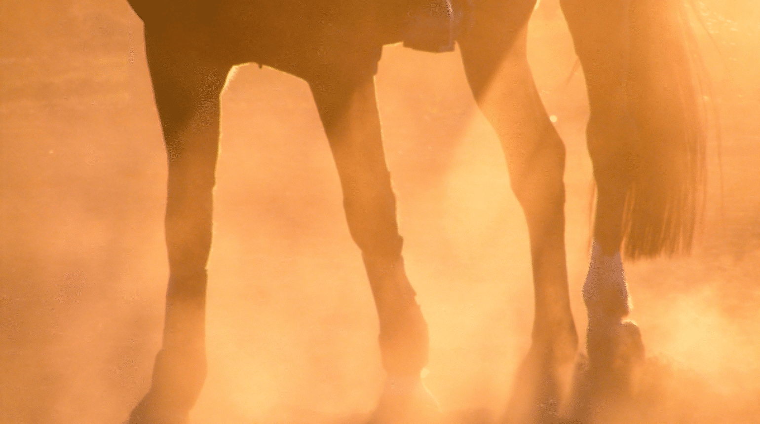 Laminitis: taking a proactive approach to a preventable disease (2023)