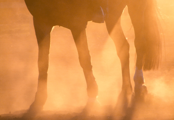 Laminitis: taking a proactive approach to a preventable disease (2023)
