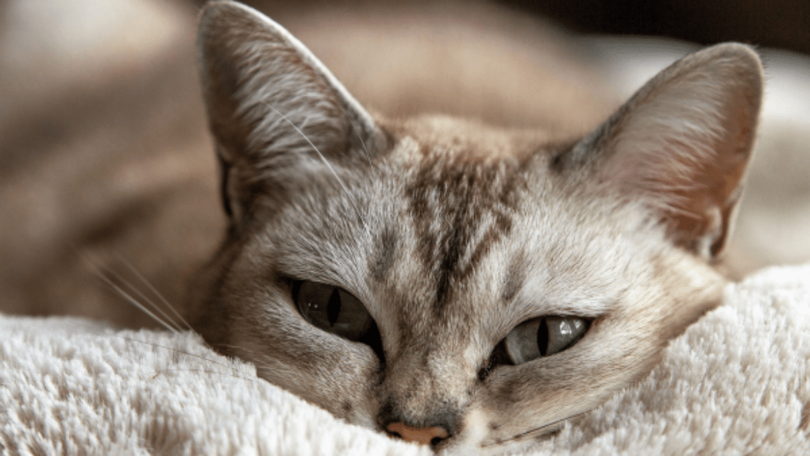 AMR & FIP treatment – Antivirals are antimicrobials too! (2024)