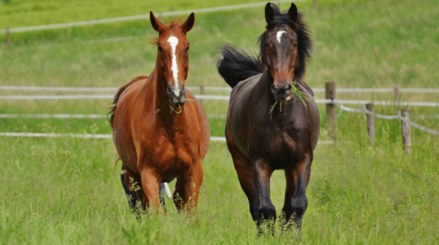 All-Season Care for Horses: Managing Weight and Preventing Laminitis (2024)