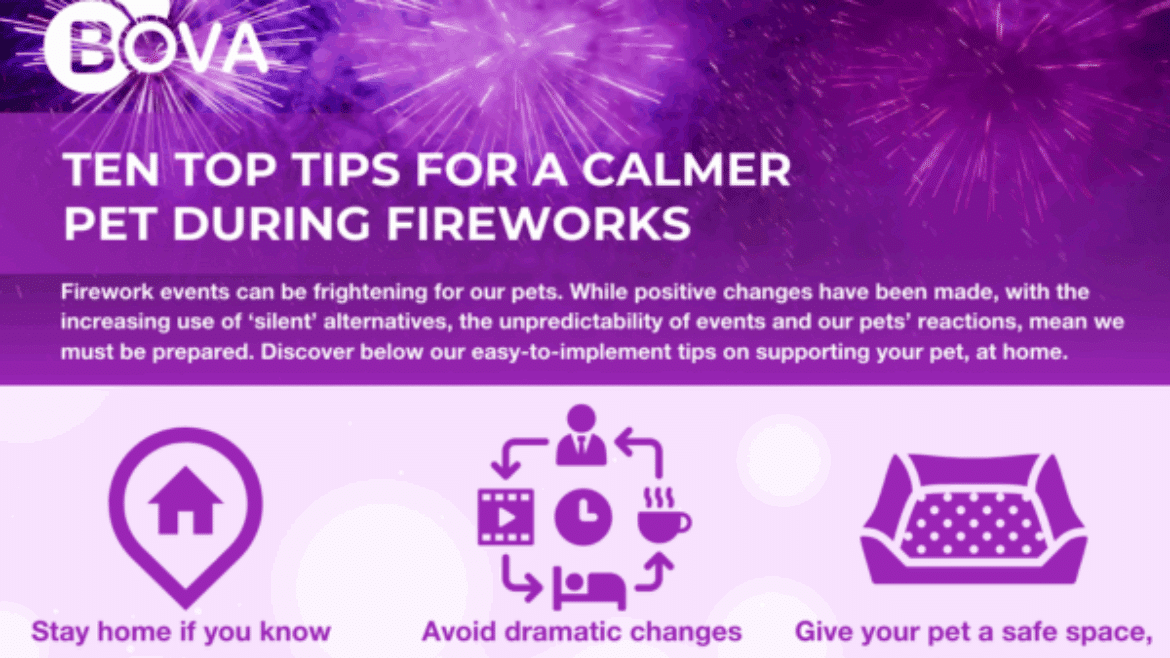 Ten Top Tips for a Calmer Pet During Fireworks