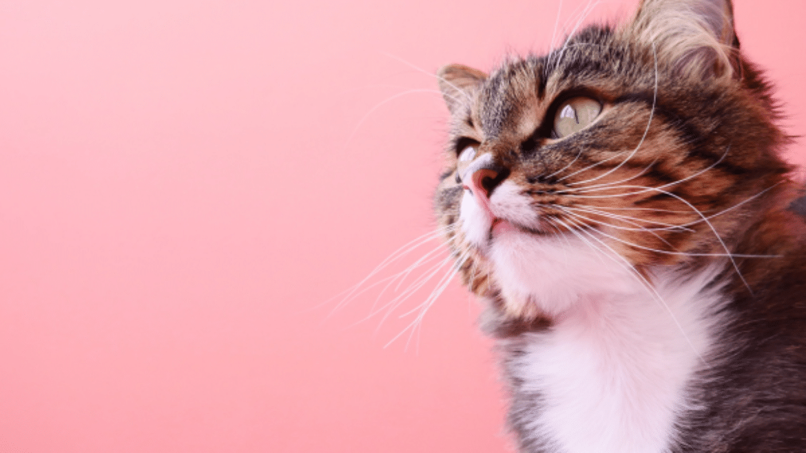Diagnosis and management of feline heart disease (2025)