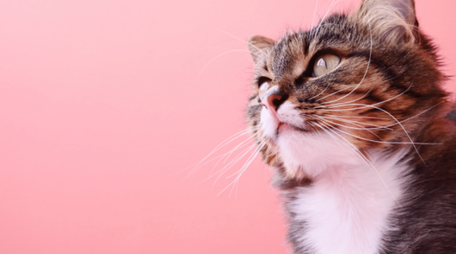 Diagnosis and management of feline heart disease (2025)