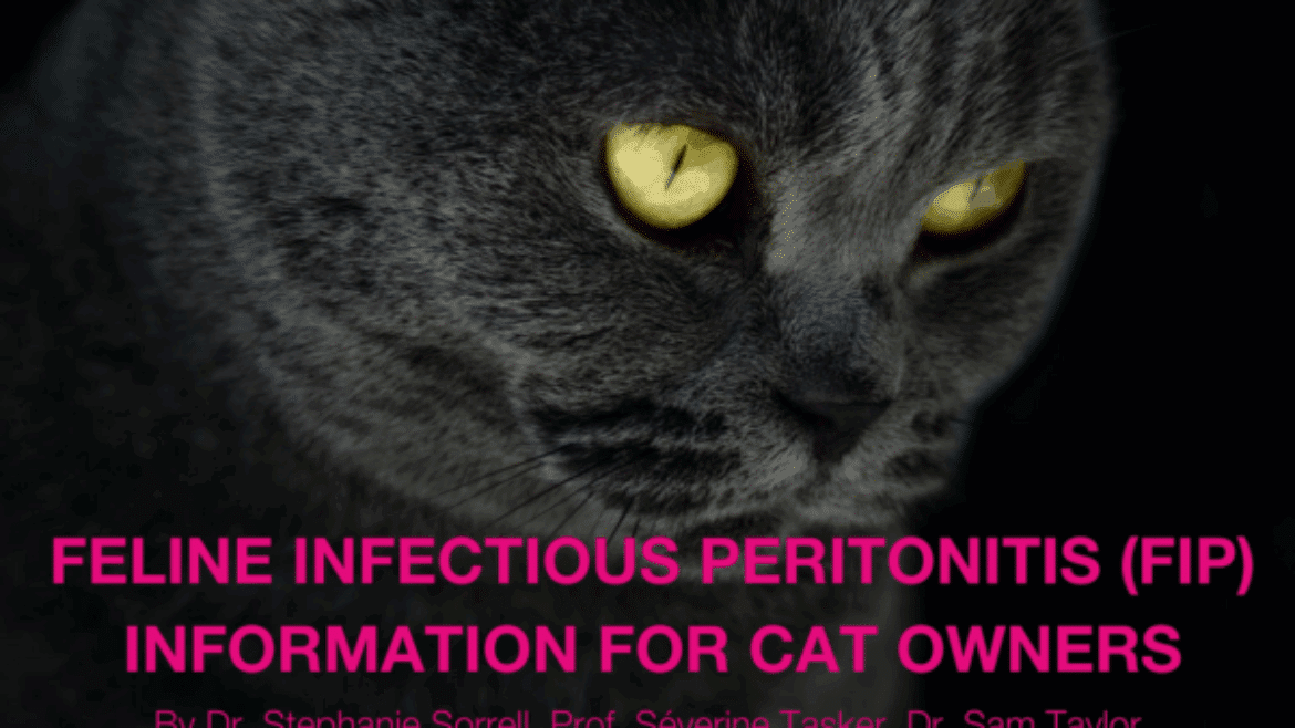 Feline Infectious Peritonitis (FIP) Information for cat owners (2024)