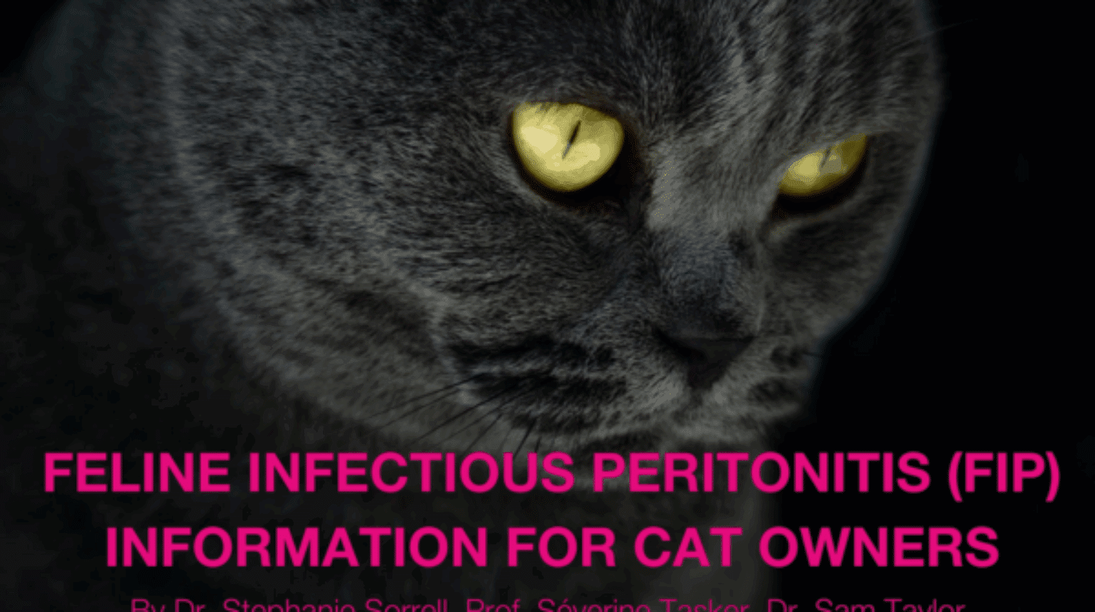 Feline Infectious Peritonitis (FIP) Information for cat owners (2024)
