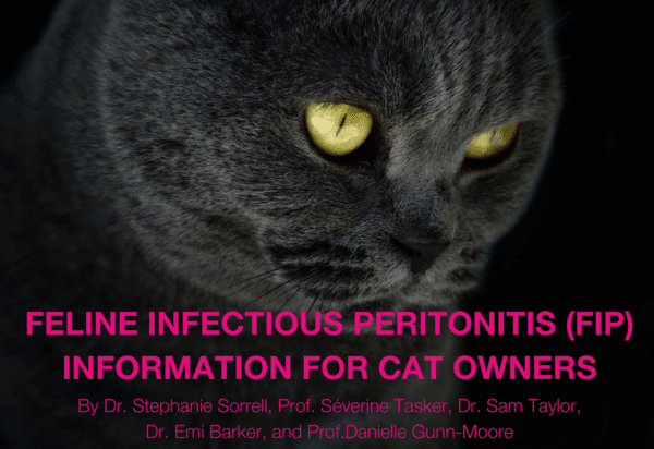 Feline Infectious Peritonitis (FIP) Information for cat owners