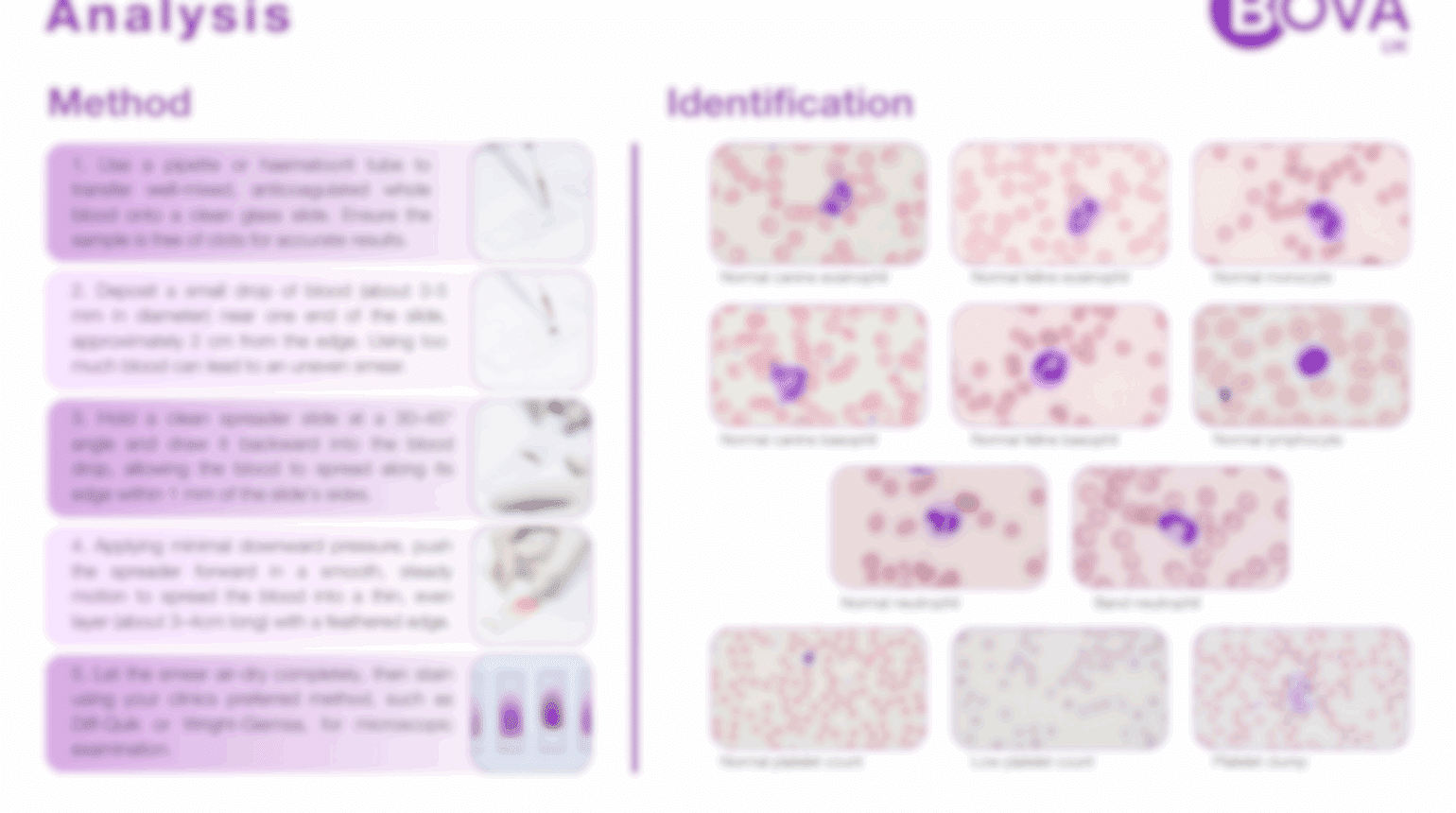 Blood Smears and Haematology Analysis