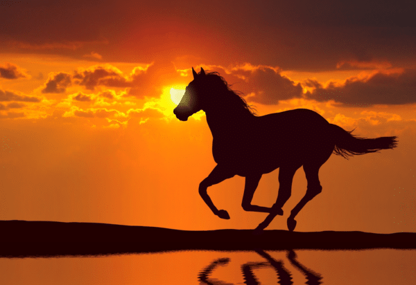 Psychopharmaceuticals in Equine Practice: Enhancing Wellbeing and Managing Anxiety (2025)