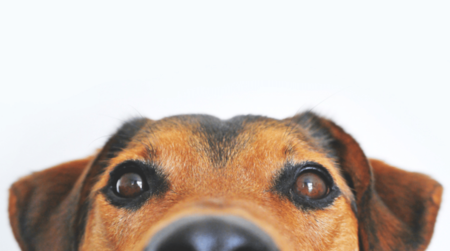Eye Spy a Dry Eye – Tear Quality and Quantity matter! (2025)
