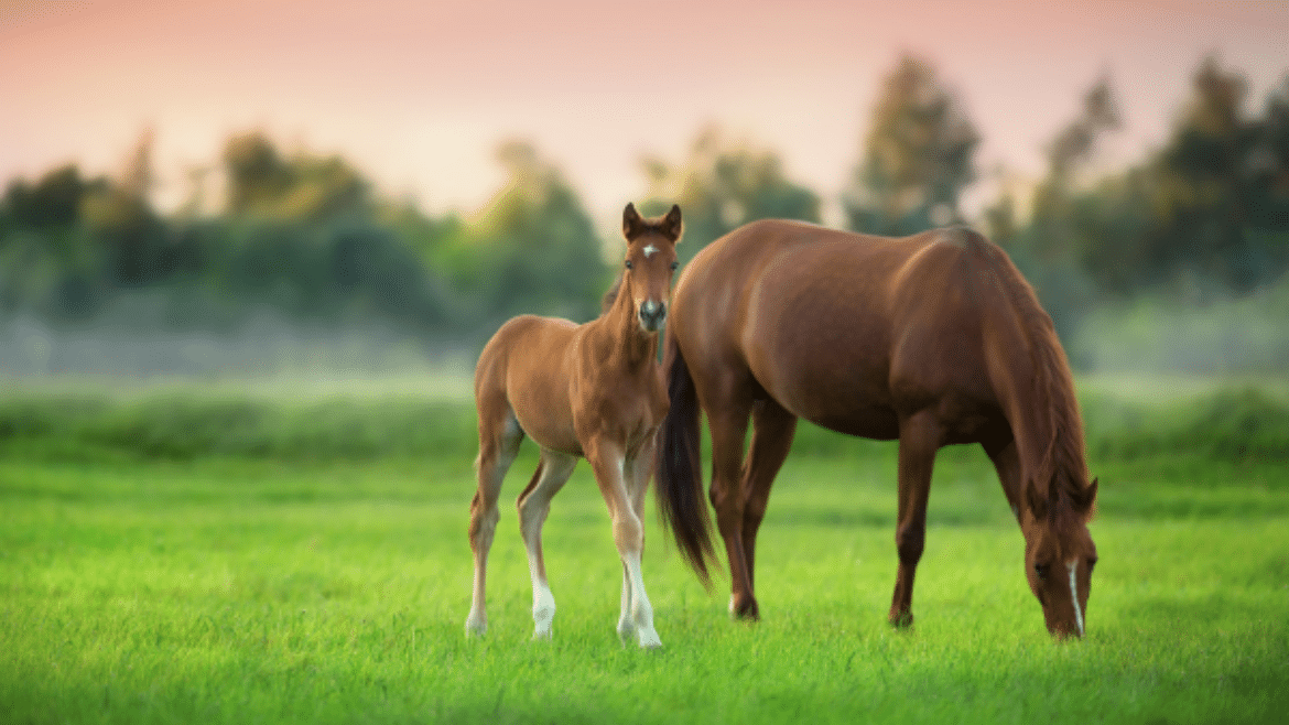 Foaling: The Ultimate Emergency – When and What to Refer (2025)