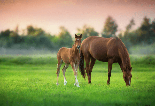 Foaling: The Ultimate Emergency – When and What to Refer (2025)