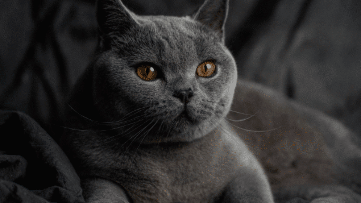 Diagnosing and treating FIP in 2025: time to be optimistic! (2025)