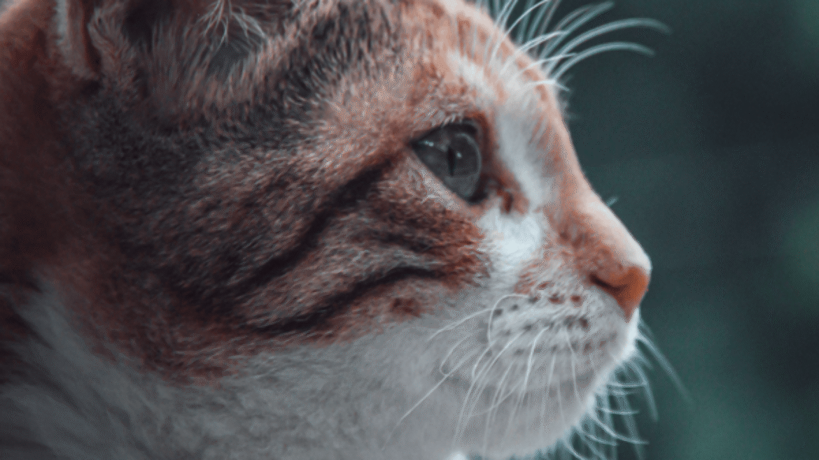 Feline Lymphoma – What’s New?