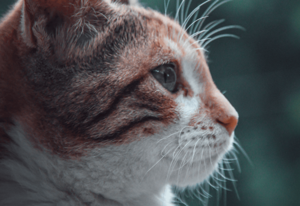Feline Lymphoma – What’s New?