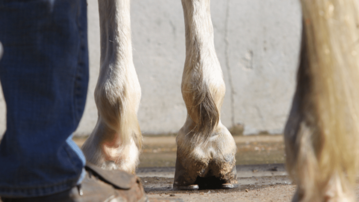 Hyperinsulinemia-Associated Laminitis (HAL), a focus on the foot (2025)