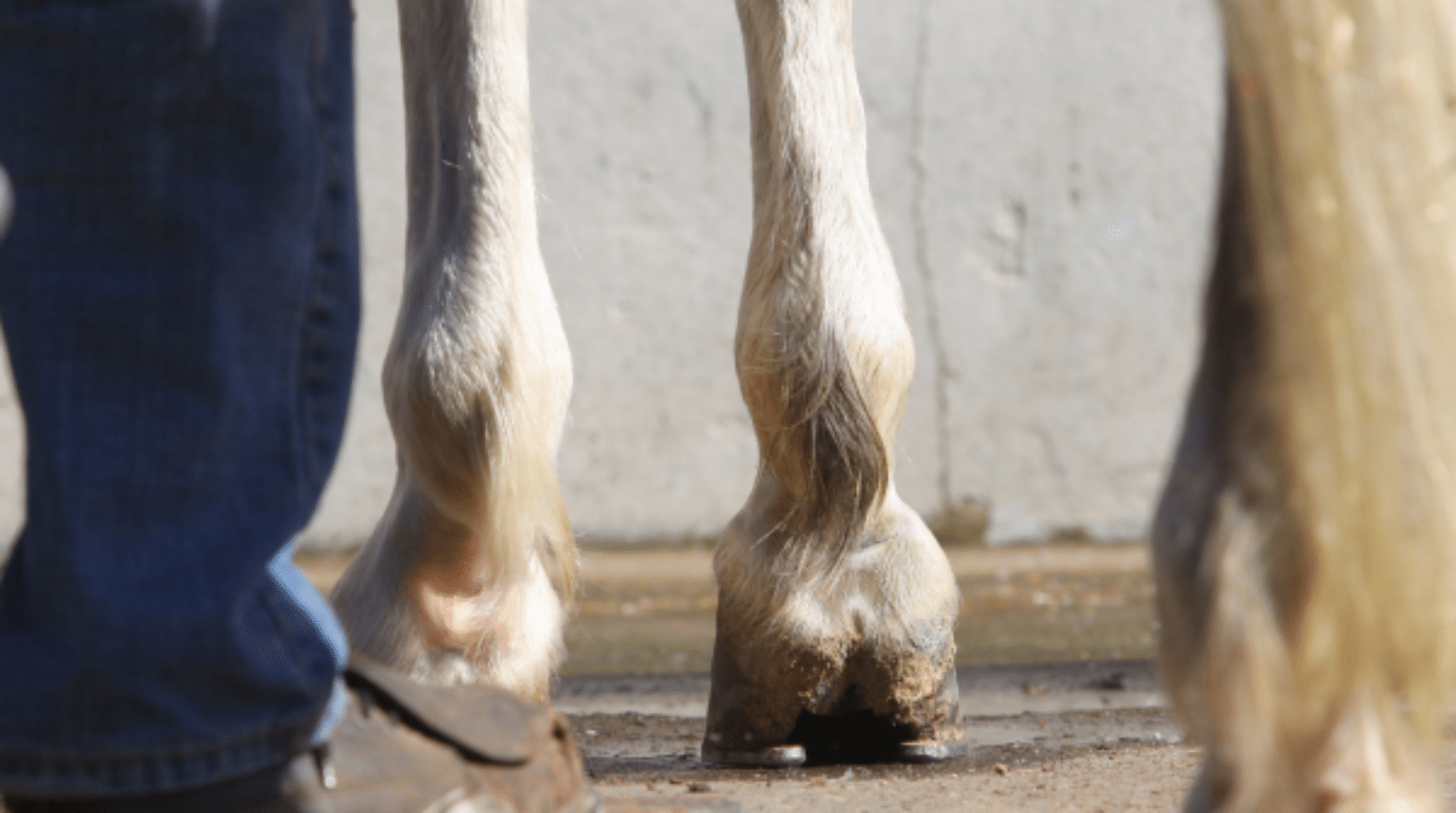 Hyperinsulinemia-Associated Laminitis (HAL), a focus on the foot (2025)