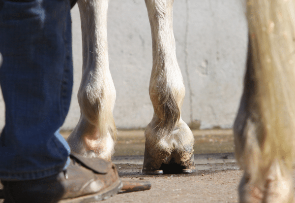 Hyperinsulinemia-Associated Laminitis (HAL), a focus on the foot (2025)
