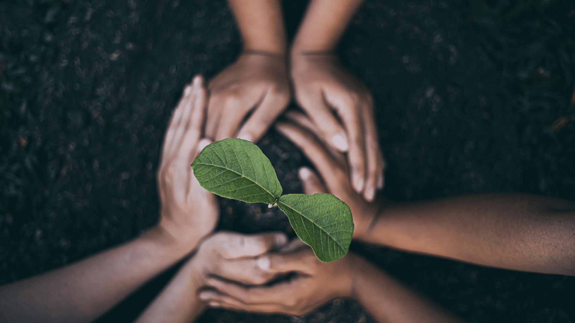 Environmental Policies