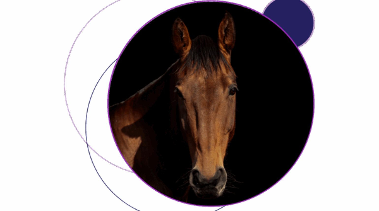 Efficacy of deslorelin acetate injection in mares.