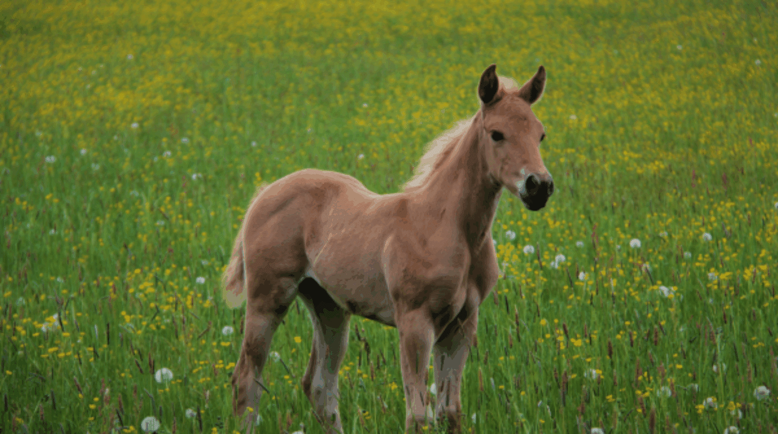 Gastroduodenal disease in foals