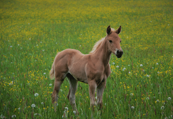 Gastroduodenal disease in foals