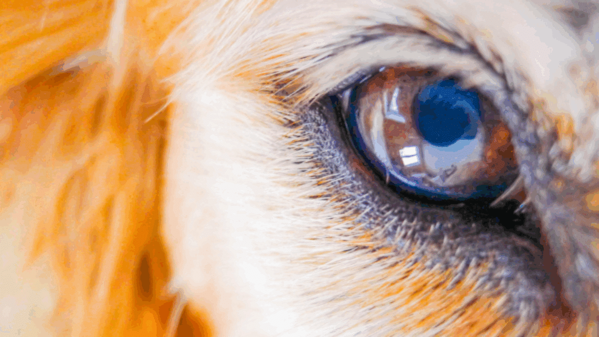Keratoconjunctivitis sicca in the dog: diagnosis, causes and treatment