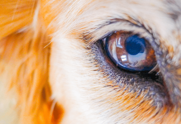 Keratoconjunctivitis sicca in the dog: diagnosis, causes and treatment