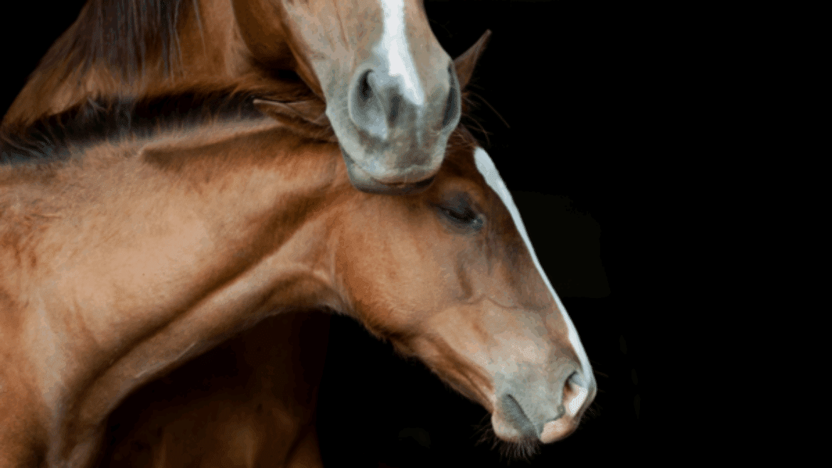 Management of the anoestrus and transitional phases in the mare.