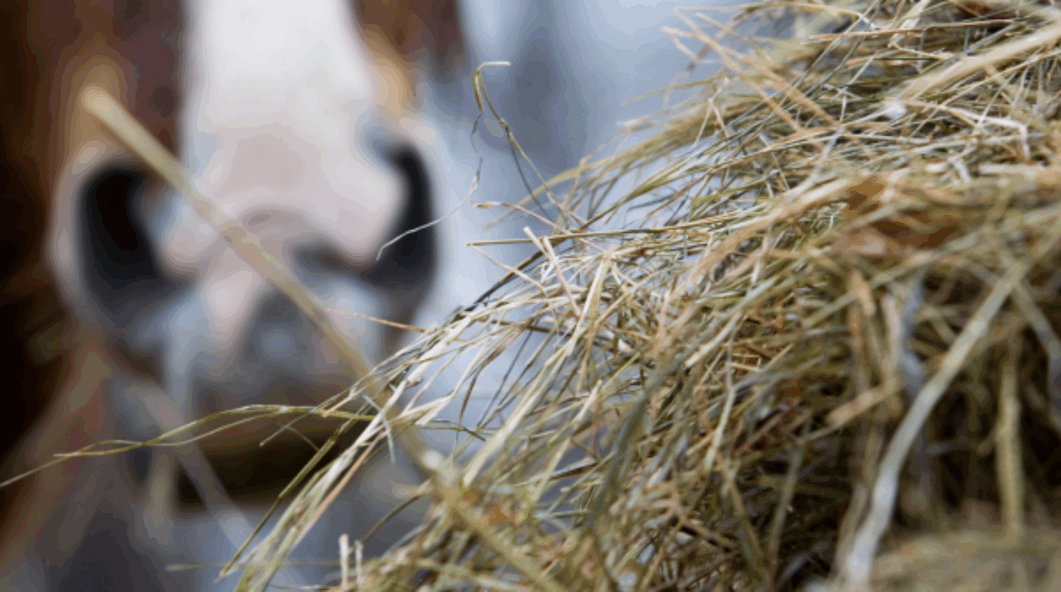 Managing obesity in horses- how vets can help horse owners