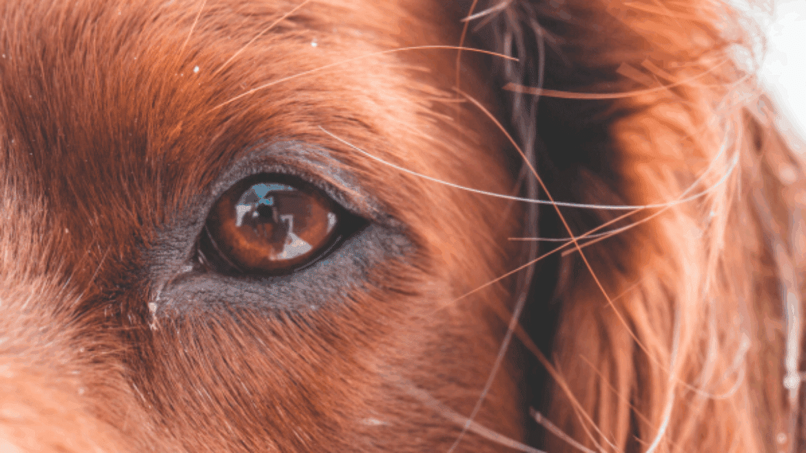 Rational use of antibiotics in Ophthalmic practice