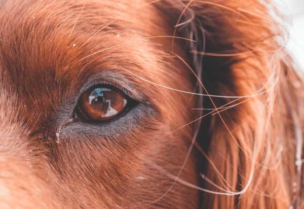Rational use of antibiotics in Ophthalmic practice