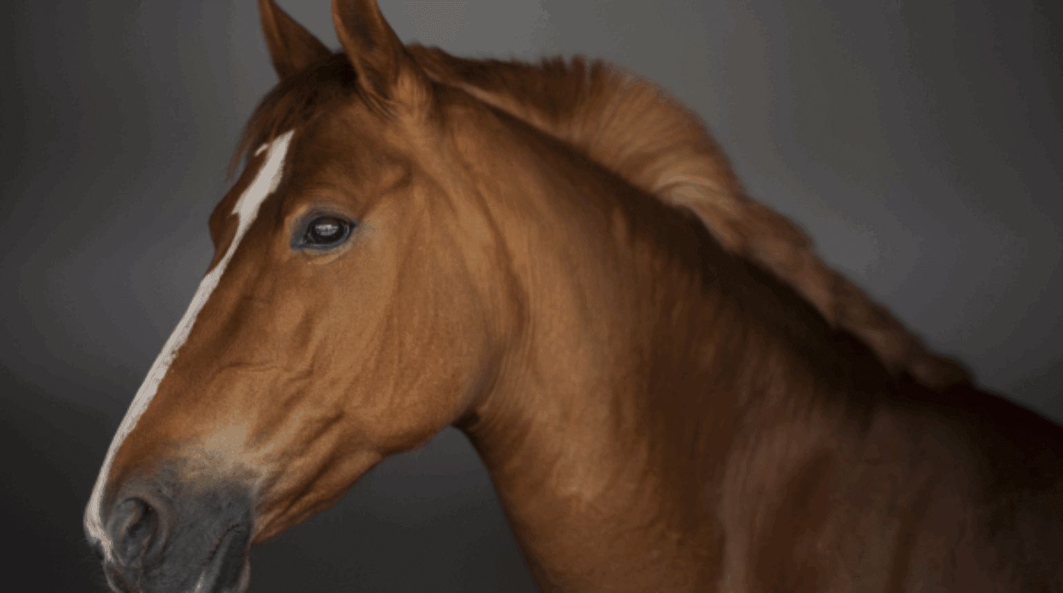 The veterinary prescribing cascade (part 1): Equine