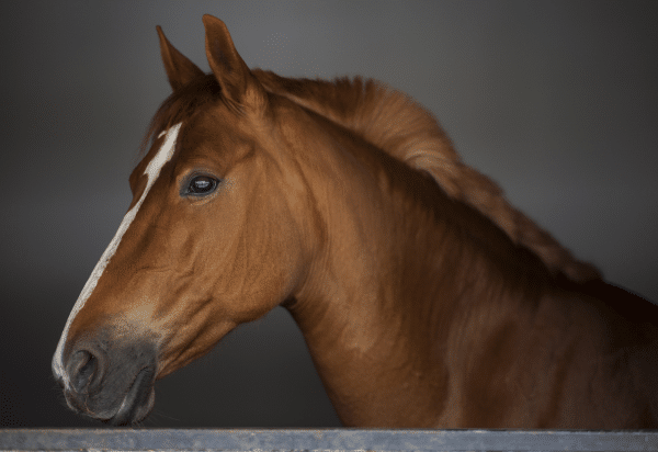 The veterinary prescribing cascade (part 1): Equine