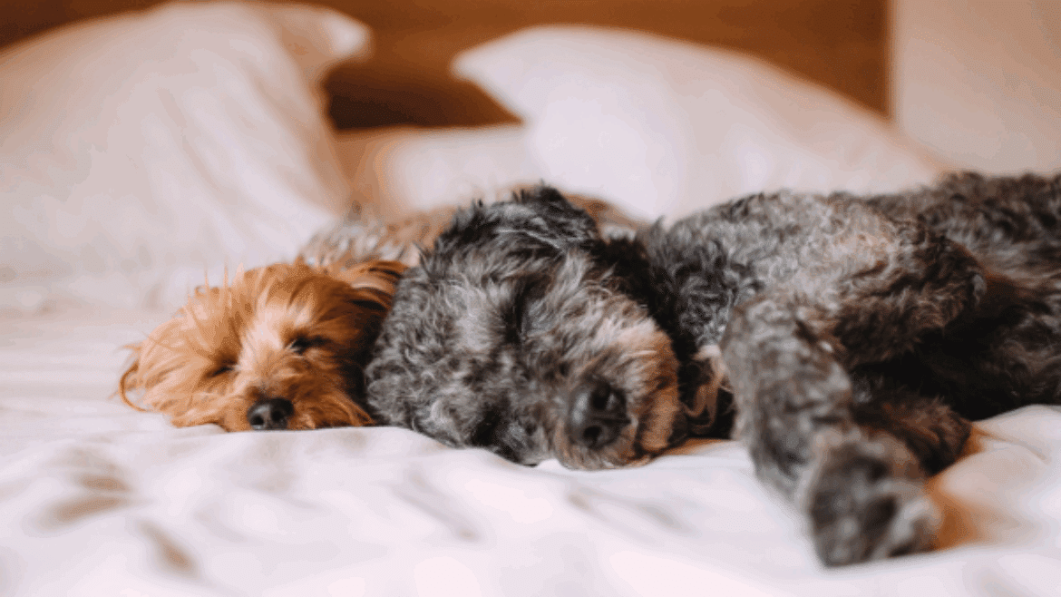 The veterinary prescribing cascade (part 2): Small Animal