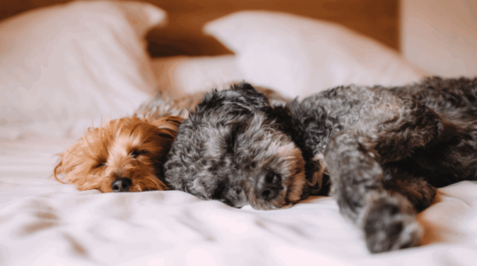 The veterinary prescribing cascade (part 2): Small Animal