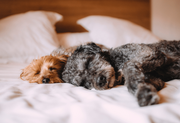 The veterinary prescribing cascade (part 2): Small Animal
