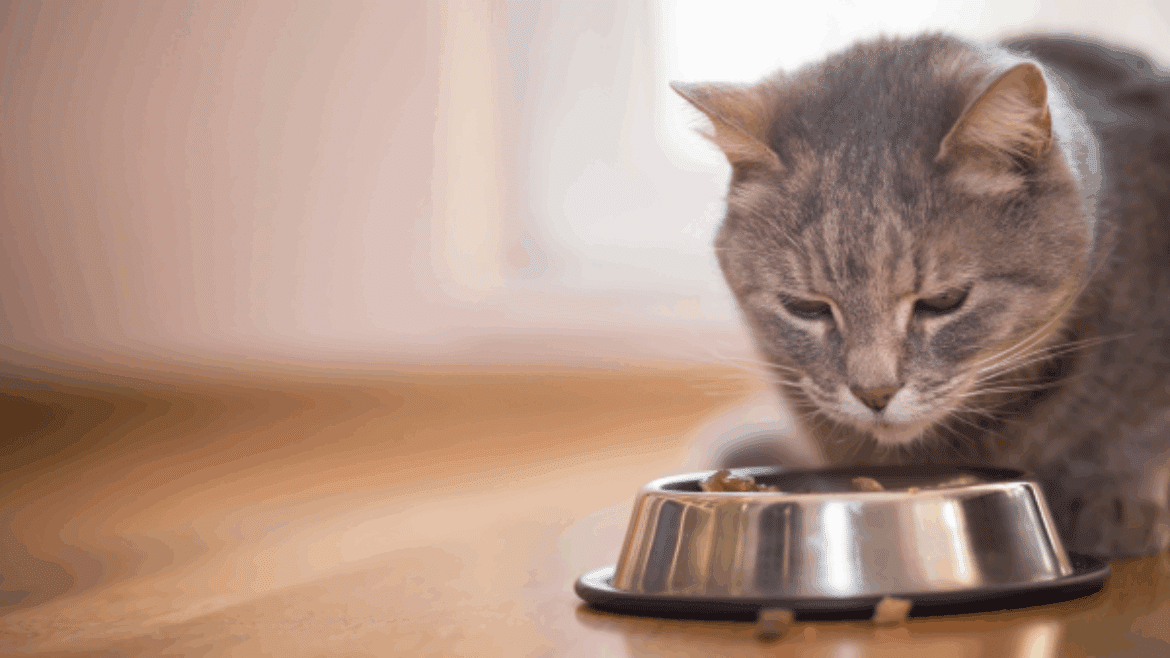 The “whys and how’s” of phosphate restriction in cats with CKD
