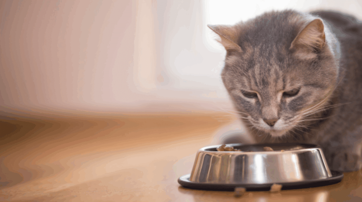 The “whys and how’s” of phosphate restriction in cats with CKD