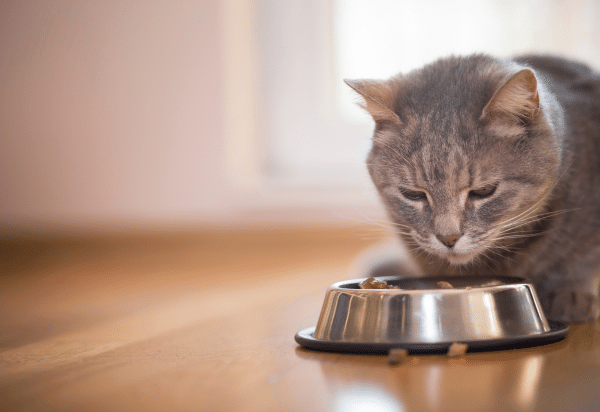 The “whys and how’s” of phosphate restriction in cats with CKD
