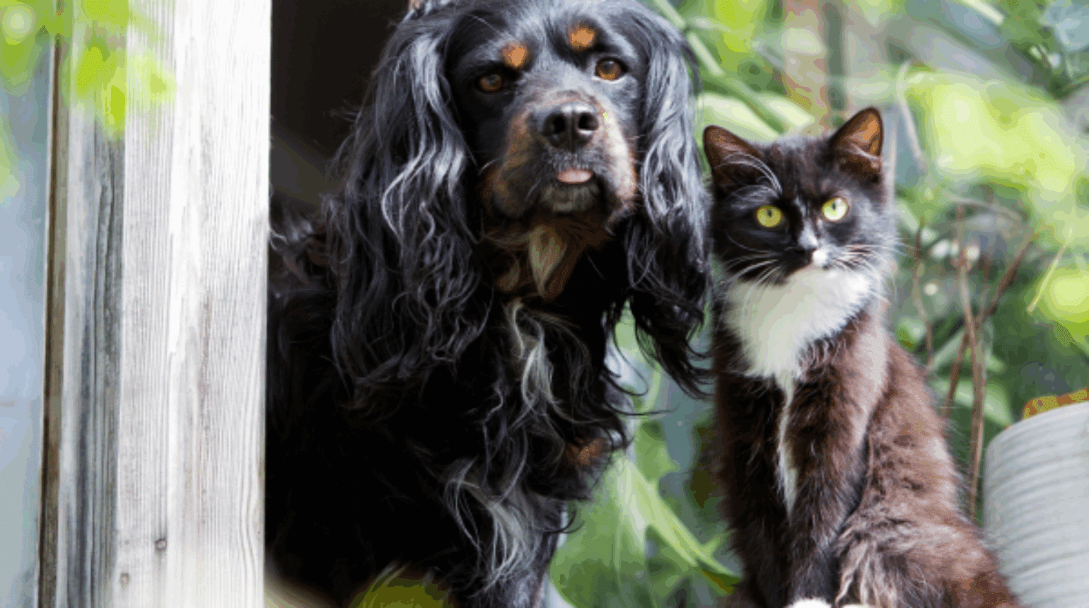 Treating respiratory disease in dogs and cats