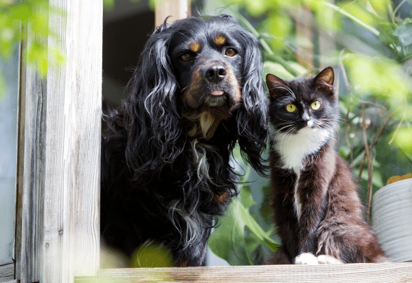 Treating respiratory disease in dogs and cats