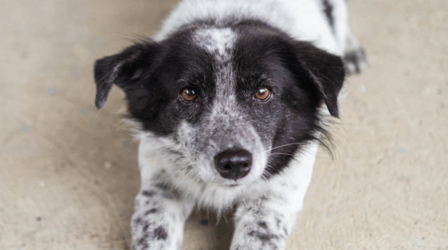 What the drugs do – from pharmacology to practice