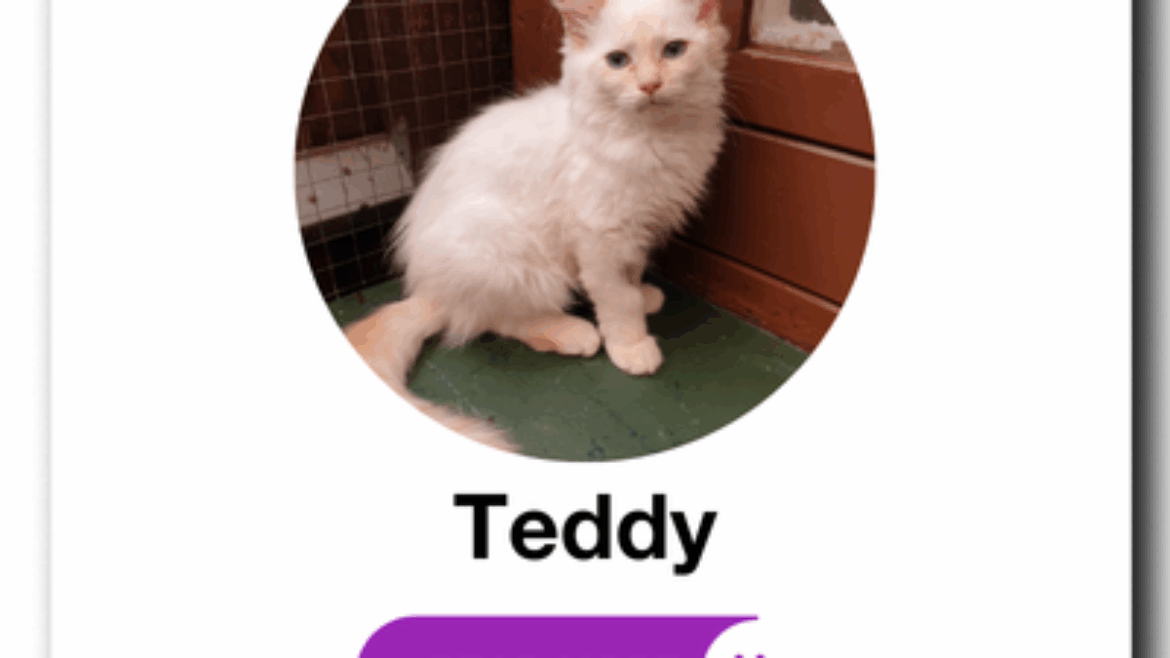 Meet Teddy