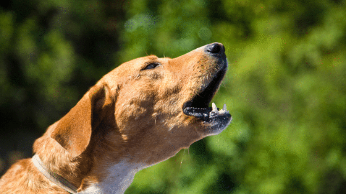 When is barking not just barking ? Diagnosing behaviour cases