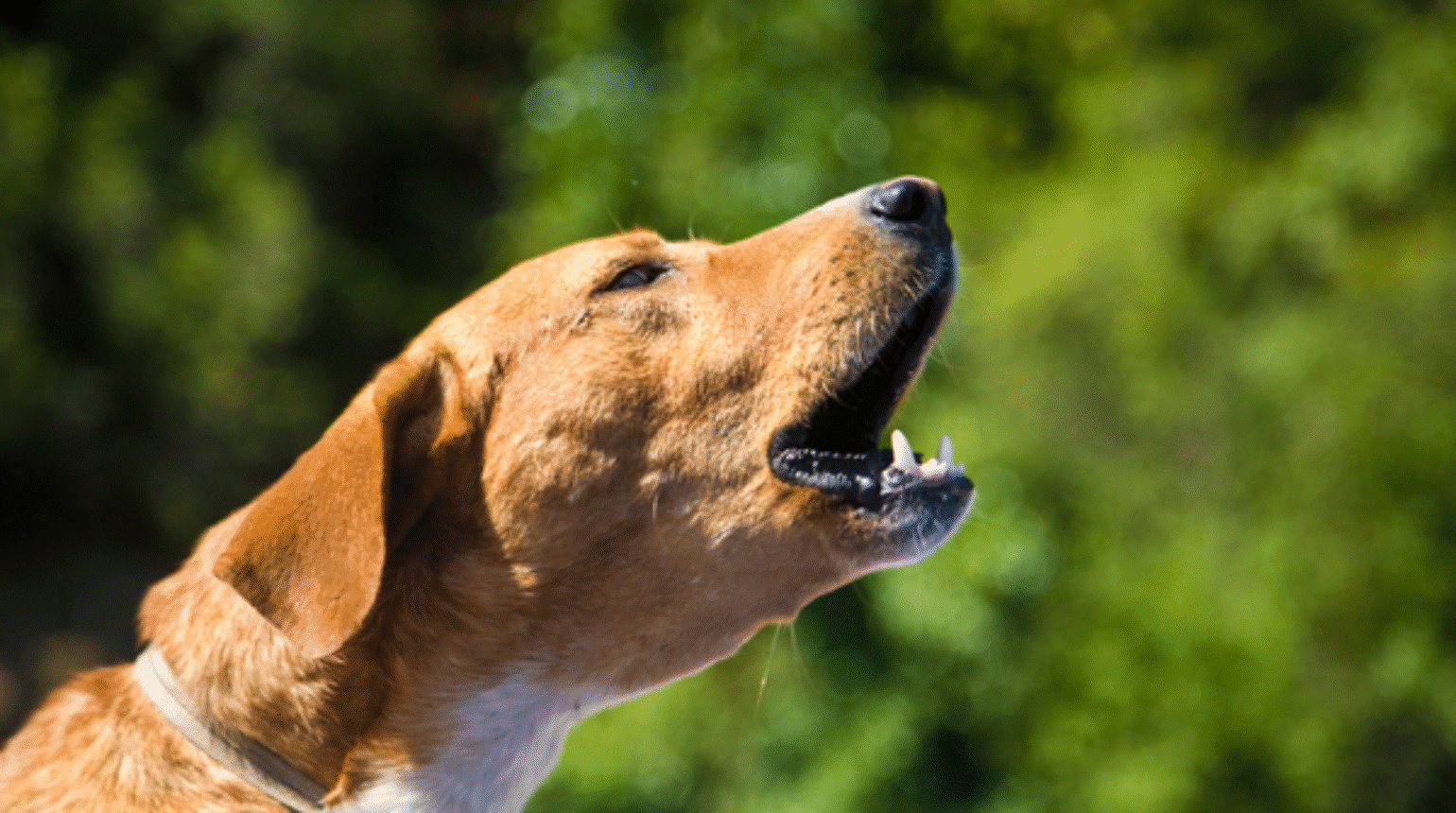 Baseline medications: A tiered approach