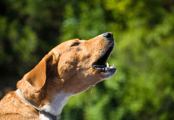 When is barking not just barking Diagnosing behaviour cases