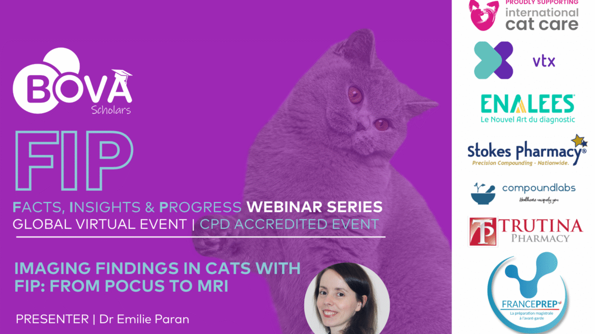 Imaging findings in cats with FIP: from POCUS to MRI