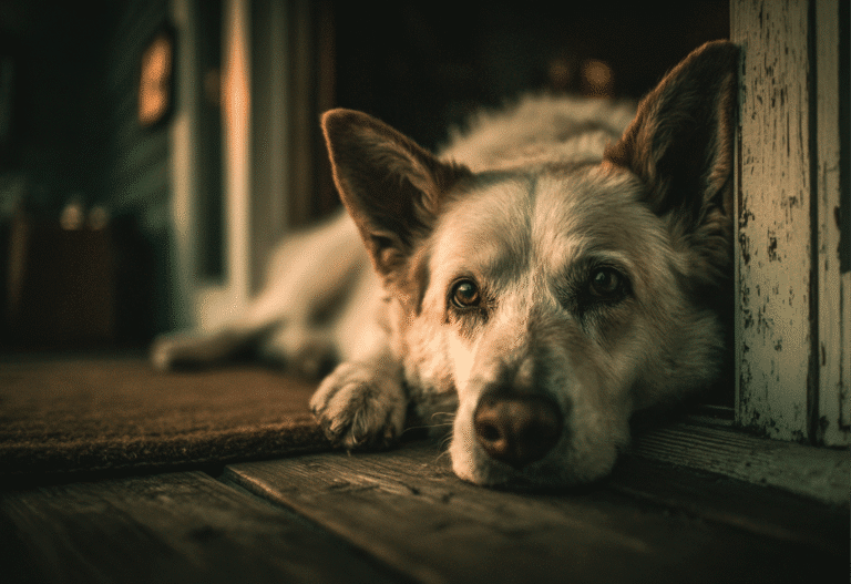 Beyond End of Life Integrating palliative care into your veterinary practice
