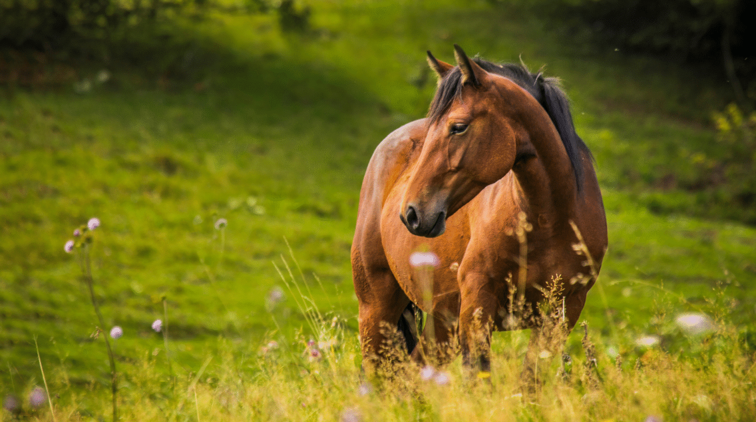 Working up the Pruritic Horse